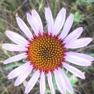 Meet your Posher, Lorisss